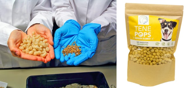 insekten-essen-z-tenetrio-180626-1280x600 Essbare Insekten: für Tierfutter eine echte Option