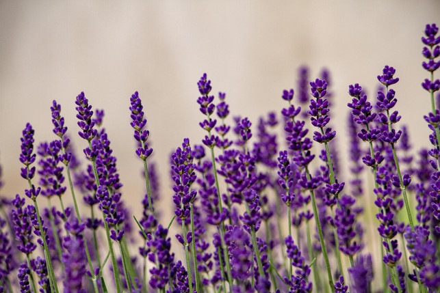 auch-andere-pflanzen-wie-lavendel-lassen-sich-mi-cc0-pixabay-einzigartig-design-foto-250224_download Auch andere Pflanzen, wie Lavendel, lassen sich mit Bananenschalen gut düngen.