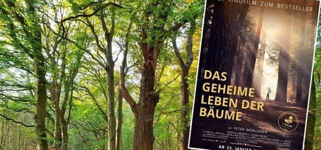 das-geheime-leben-der-baeume-2020-2019-constantin-film-verleih-gmbh-nautilusfilm-210330_download Das geheime Leben der Bäume (2020)