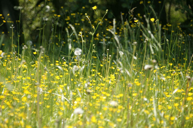 In spring, pollen can trigger a runny nose if you are allergic to it.