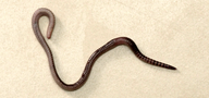 WormUp Wurm für Kompost für den Haushalt WormUp Wurm für Kompost für den Haushalt