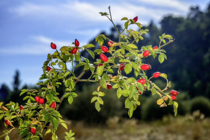 Regionale Vitamin-C-Lieferanten: Direkt sammeln und verarbeiten - Utopia.de