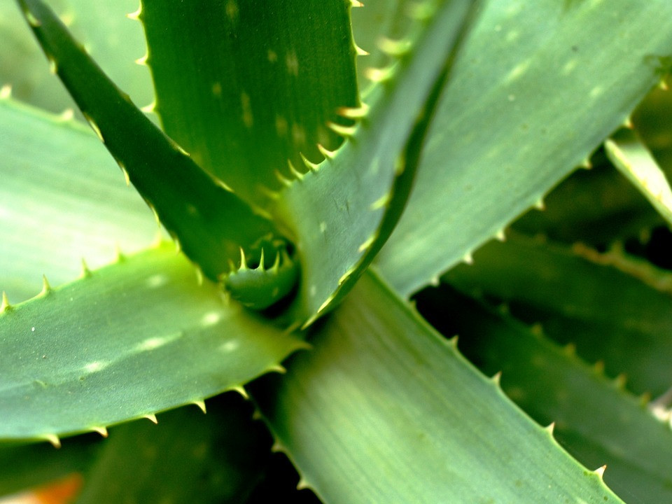 anthurium clarinervium obi Anthurium clarinervium S (Topf 11cm) — Ecuagenera Europe GmbH main image 1