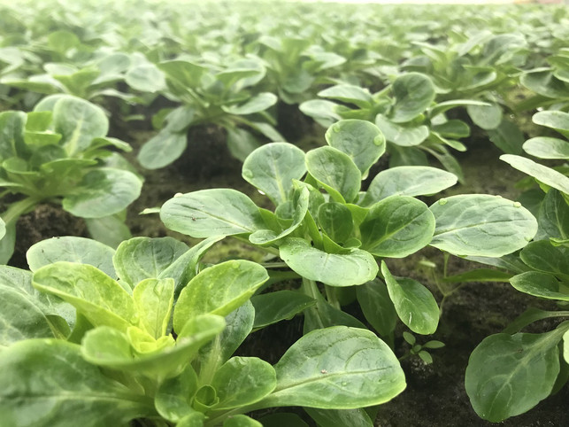 zur-gartenarbeit-im-maerz-gehoert-auch-das-letzte-w-cc0-pixabay-julirennt-220222_download Zur Gartenarbeit im März gehört auch, das letzte Wintergemüse zu ernten.