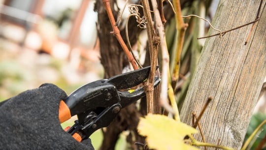 herbst-rueckschnitt-garten-dpa Herbstschnitt? Nicht immer eine gute Idee