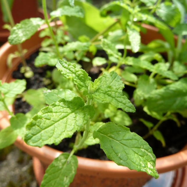 Kräutergarten auf dem Balkon anlegen 12 Sorten und Tipps