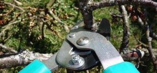 baum blutet