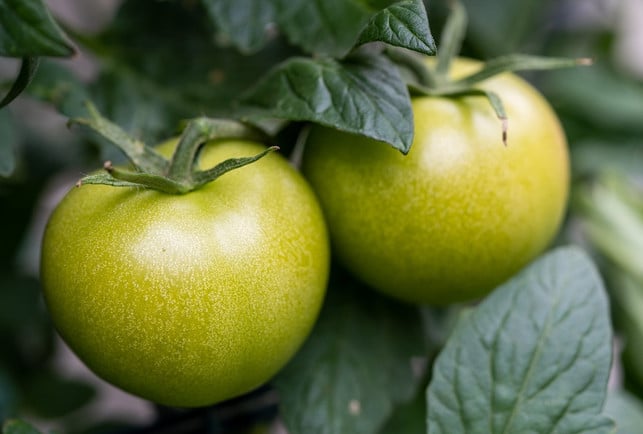 Green tomatoes can contain the harmful substance solanine. 