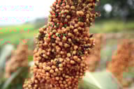 sorghum-koerner-wachsen-an-rispen-cc0-pixabay-sjhanjeju-191108_download Sorghum-Körner wachsen an Rispen