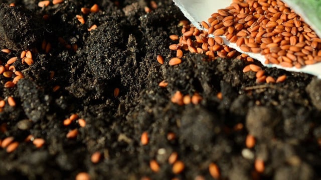 samen-november-aussaat-pb-congerdesing Aussaat im November: Diese Gemüsesorten dürfen jetzt noch ins Beet