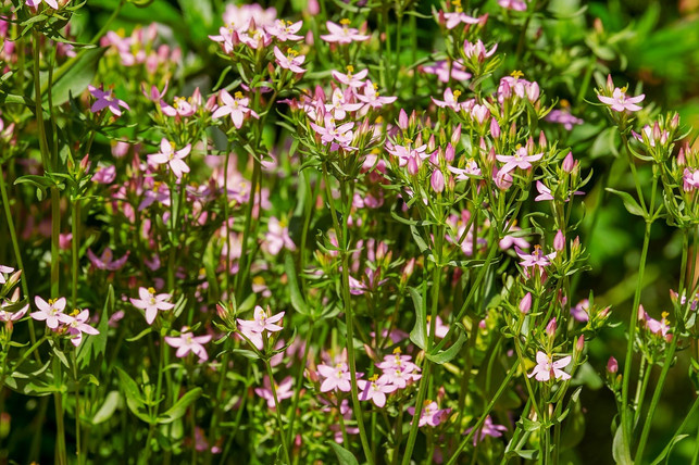 tausendgueldenkraut-steht-unter-naturschutz-und-dar-cc0-pixabay-couleur-200715_download Tausendgüldenkraut steht unter Naturschutz und darf deshalb nicht aus der Natur entnommen werden.