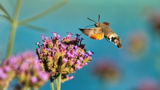 auch-andere-bestaeuberinsekten-wie-motten-tragen-we-cc0-pixabay-pixaguck-220826_download Auch andere Bestäuberinsekten wie Taubenschwänzchen tragen wesentlich zur Artenvielfalt bei.