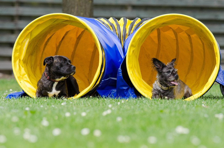 Hundefreundlicher Garten: Eine Checkliste mit den 7 wichtigsten Punkten -  Utopia.de