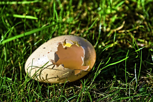 eier-darfst-du-nur-aus-dem-nest-nehmen-wenn-sich-cc0-pixabay-mabelamber-190516_download Eier darfst du nur aus dem Nest nehmen, wenn sich der Embryo noch nicht entwickelt hat.