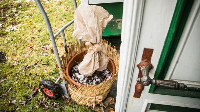 Kübelpflanzen in Gefahr: Warum du das Wetter im März genau verfolgen solltest Kübelpflanzen in Gefahr