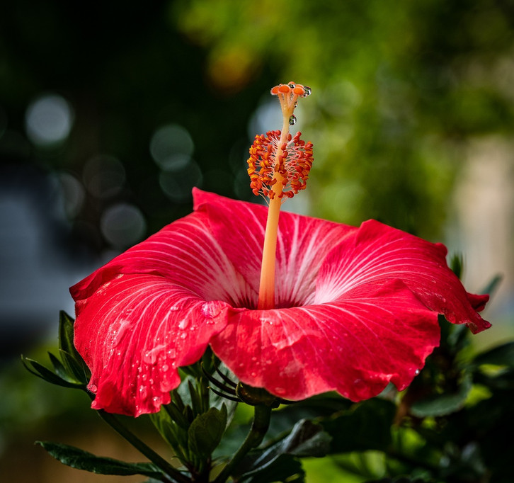Hibiskus richtig berwintern: Auf die Hibiskusart kommt an - Utopia.de