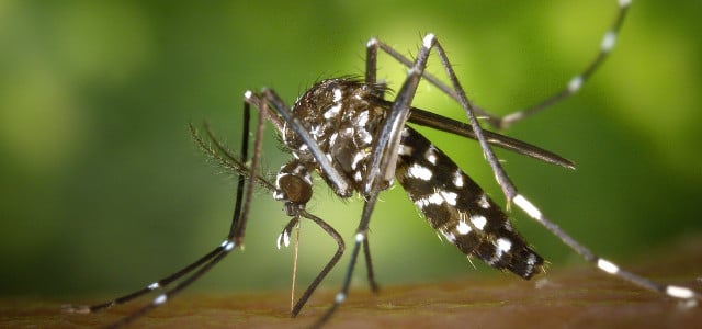 Recognize tiger mosquito bites – and get rid of the itching