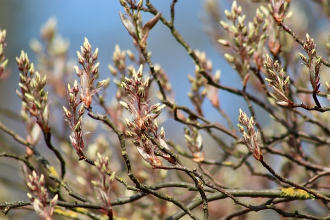 felsenbirnen-sind-nicht-giftig-wenn-du-sie-erhitz-cc0-pixabay-nennieinszweidrei-230811_download Felsenbirnen sind nicht giftig, wenn du sie erhitzt.