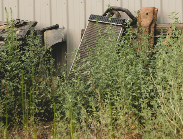 herbizide-anzuwenden-um-gruenbelag-in-den-terassen-cc0-unsplash-courtney-smith-250228_download Herbizide anzuwenden, um Grünbelag in den Terassenfugen zu beseitigen, ist in Deutschland verboten.