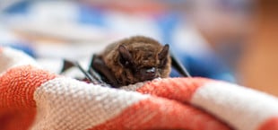 fledermaus im haus