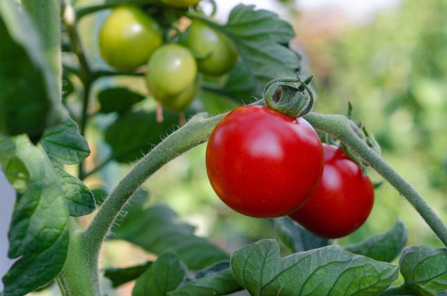 wenn-reife-tomaten-platzen-kannst-du-sie-oft-noch-cc0--pixabay--kathas_fotos-250713_download Wenn reife Tomaten platzen, kannst du sie oft noch retten.