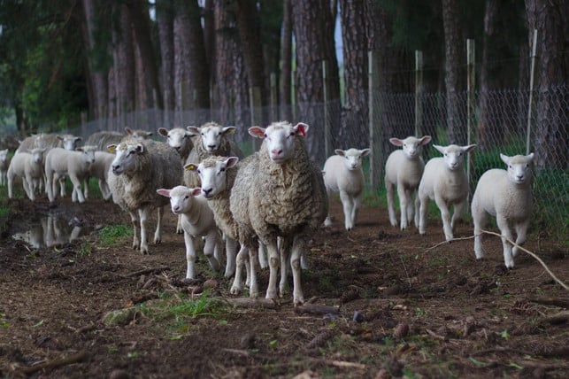 die-grausame-mulesing-methode-ist-insbesondere-in-cc0-pixabay-free-photos-190724_download Die grausame Mulesing-Methode ist insbesondere in Australien und Neuseeland verbreitet.