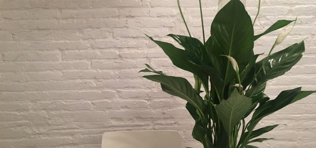 einblatt düngen spathiphyllum