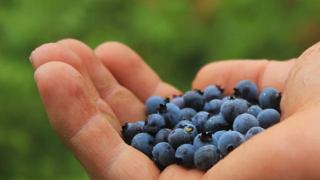heidelbeeren-pfluecken-cc0-pixabay-jantemmel-200623 Heidelbeeren pflücken