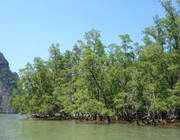 Mangroven und Mangrovenwälder