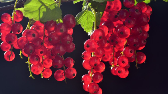 johannisbeeren-cc0-pixabay-ulleo-191014 Johannisbeeren