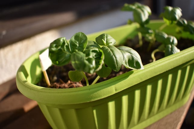 multitalent-basilikum-das-kraut-ist-zu-recht-beli-cc0--pixabay--kankaj-250706_download Multitalent Basilikum: Das Kraut ist zu Recht beliebt.