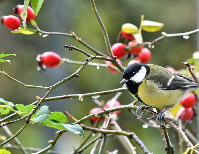 wenn-du-voegeln-zusaetzliche-nahrung-bieten-willst-cc0-pixabay-yvonnehuijbens-201022_download Wenn du Vögeln zusätzliche Nahrung bieten willst, lohnt es sich, Hagebutten im Garten zu pflanzen.