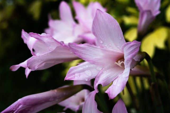 lilien-gibt-es-in-vielen-verschiedenen-farben-cc0--pixabay--zurui-250512_download Lilien gibt es in vielen verschiedenen Farben.