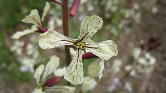 rucola-blueht-cc0-pixabay-ulleo-230605 Rucola blüht