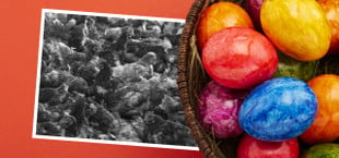 Tierleid und giftige Farben: Augen auf beim Ostereier-Kauf!