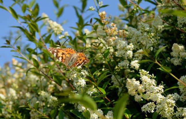 liguster-hat-schoene-blueten-doch-die-beeren-koennen-cc0-pixabay-neelam279-191112_download Liguster hat schöne Blüten, doch die Beeren können Magenbeschwerden auslösen.