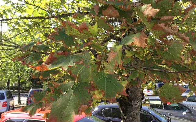 baeume-giessen-hitze-z-christopher-busch-bund-naturschutz-bayern-ev-180806-1280x800 Bei der Hitze sehen die Bäume bereits im Sommer aus, wie normalerweise im Herbst: Die Blätter welken und hängen kraftlos vom Baum.