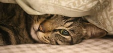 katze-im-bett-cc0-pixabay-cat823-221030 Katze im Bett