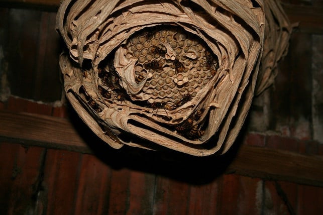 ein-hornissennest-muss-nicht-zwingend-entfernt-wer-cc0-pixabay-nubby-200225_download Ein Hornissennest zu entfernen ist nicht zwingend notwendig.