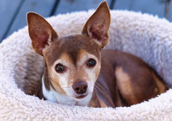 Hundebett waschen: So wird es wieder richtig sauber - Utopia.de