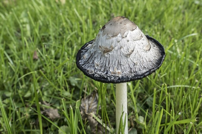 bei-dieser-abbildung-handelt-es-sich-um-einen-aelte-cc0-pixabay-wolfblur-221103_download Bei dieser Abbildung handelt es sich um einen älteren Schopftintling, der kurz davor ist, sich selbst zu Tinte zu zersetzen.