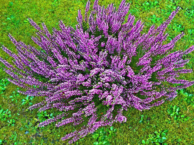 bluehende-schneeheide-im-garten-cc0-pixabay-monika1607-190919_download Blühende Schneeheide im Garten.