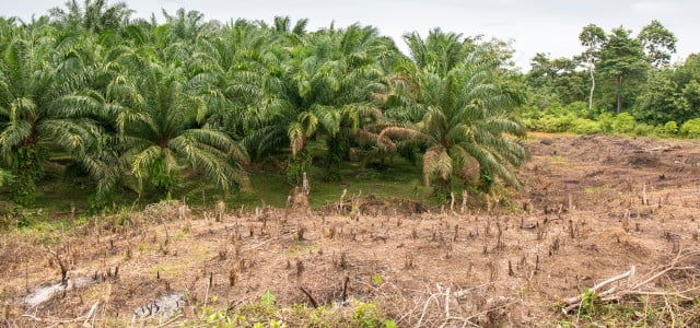Palmöl: Regenwald-Zerstörung