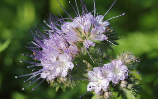 bienenweide-pflanzen-phacelia-y-cc-by-sa-3.0-Holger-Casselmann-180412-1280x800 Bienenweide: Phazelie
