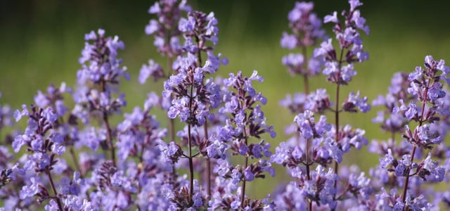 einfache Gartenpflanzen für Anfänger:innen