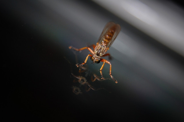 mueckenlarven-in-der-regentonne-lassen-sich-vermeid-cc0-pixabay-mrganso-240422_download Mückenlarven in der Regentonne lassen sich vermeiden.