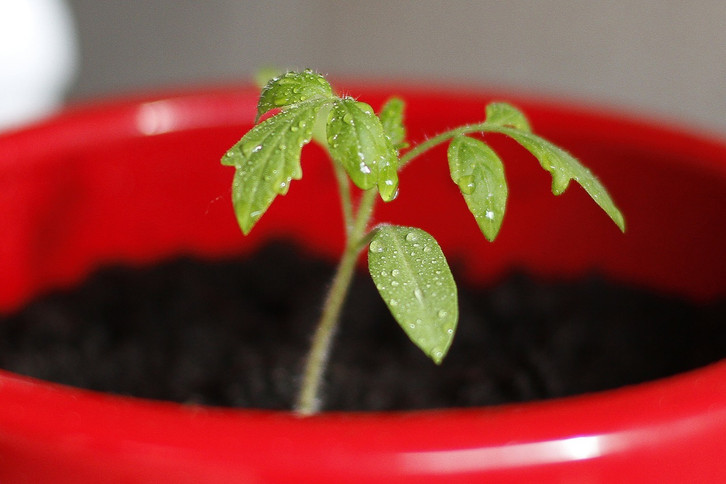 Tomaten pikieren: Der richtige Zeitpunkt und wie es funktioniert - Utopia.de