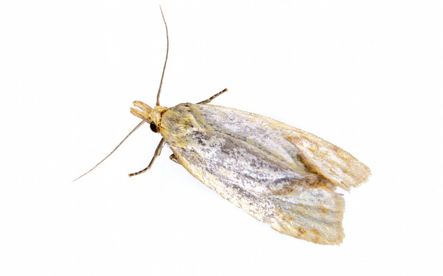 Grey moth on a white background Mehlmotten sind lästig und vermehren sich schnell.