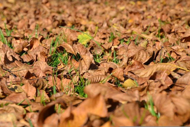 walnusslaub-ist-nicht-zum-mulchen-geeignet-cc0--pixabay--innviertlerin-251013_download Walnusslaub ist nicht zum Mulchen geeignet.