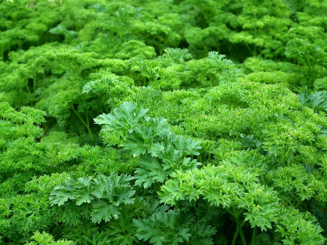 kraeuter-und-salat-machen-sich-gut-in-einem-vertika-cc0-pixabay-artactiveart-240421_download Kräuter und Salat machen sich gut in einem vertikalen Garten.